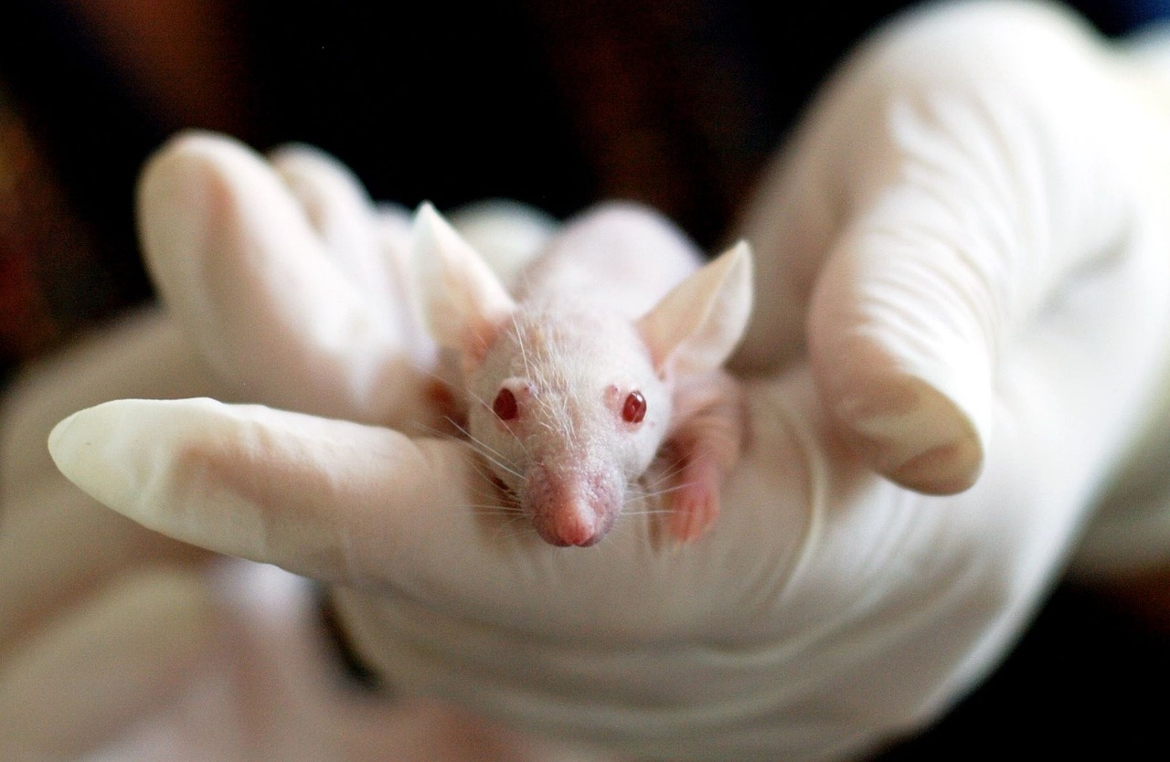 animal, mouse, experiment, laboratory, hand, cute, medical, researcher, nature, researching, medicine, chemical, test, research, scientific, chemistry, biotechnology, discovery, biology, scientist, technology, analyzing, discovering, medical research, science lab, clinical research